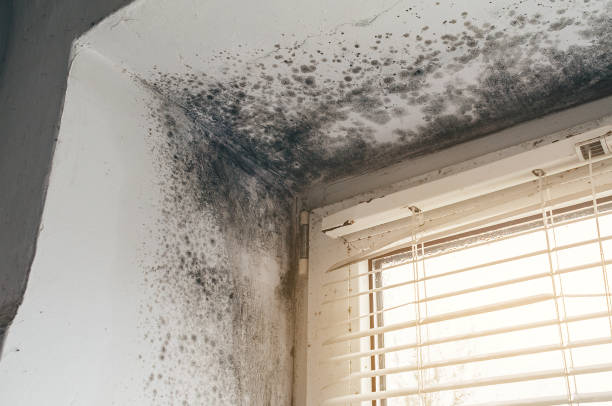 Affordable Mold Remediation solutions in Metuchen, NJ